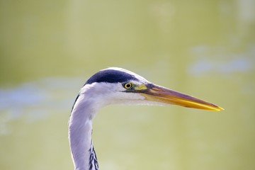 Fototapeta premium Grey Heron
