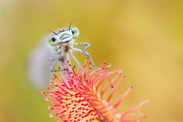 Common sundew  with catched damselfly