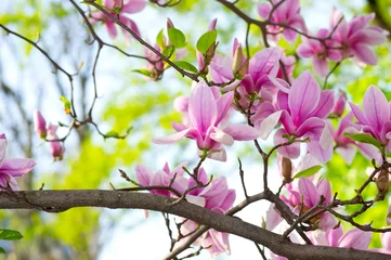 Tuinposter Roze magnolia © julia_arda