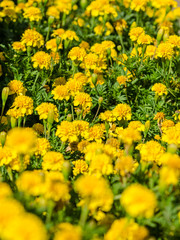 Yellow Tagetes Field
