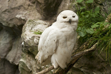 Snowy Owl