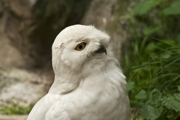 Snowy Owl