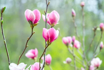 Foto op Canvas Pink magnolia © julia_arda