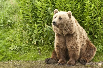 Dekokissen Kodiak bear © zizar2002