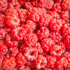 raspberry background