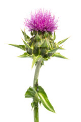 Mariendistel (Silybum marianum) - Nahaufnahme