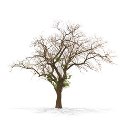 Dry dead tree isolated on white .