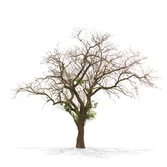 Door stickers Trees Dry dead tree isolated on white .