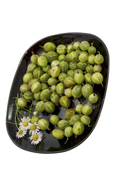 garden-stuffs of gooseberry