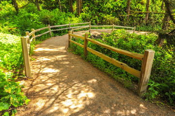 Path through forest with wooden fence