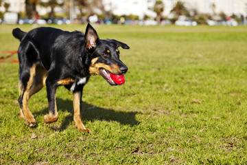 Beauceron / Australian Shepherd Dog with Toy at the Park
