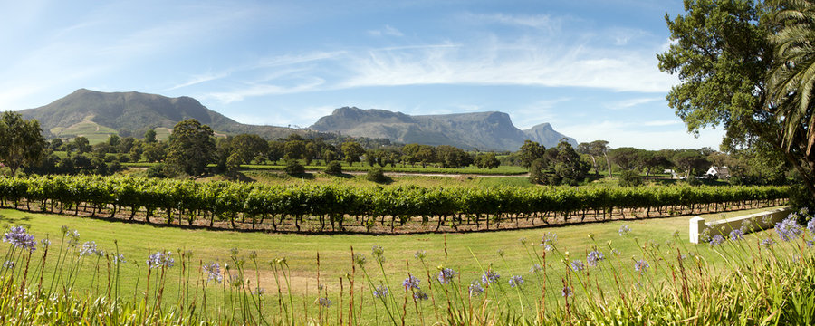 Wine estate in Cape Town