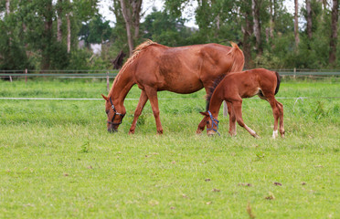 Baby horse and mare equine