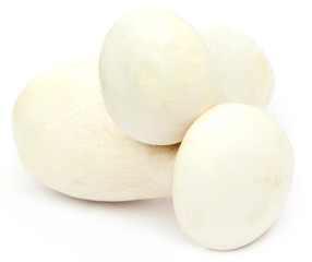Fresh Milky mushroom