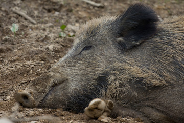 Wildschwein