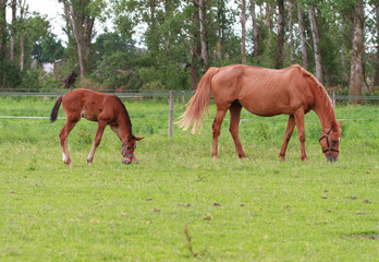 Obraz premium Baby horse and mare equine