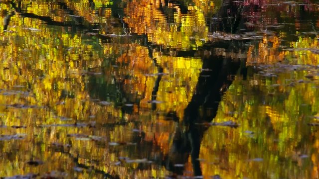 Eiche im Herbst vid 04