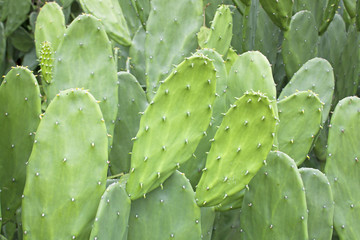 Cactus