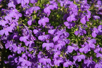 Many of pink flowers