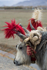 Tibetan yak with fields in the background