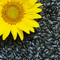 Sunflower and seeds