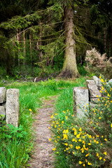 Woodland path