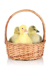 Little ducklings in wicker basket isolated on white