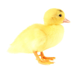 Cute duckling, isolated on white