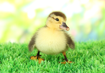 Cute duckling on green grass, on bright background