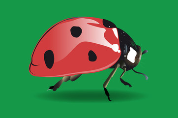 Coccinella