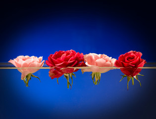 rose