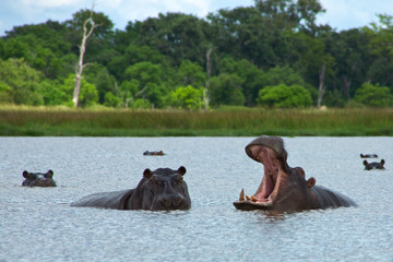 Hippos Rearing