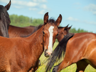 Fototapeta premium bay colt in the herd at the pasture