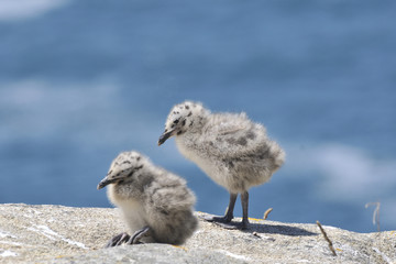 Two gull chicks
