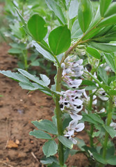 Obraz premium plants de fève en fleurs