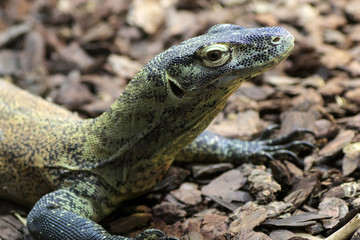 Fototapeta premium Young Komodo Dragon