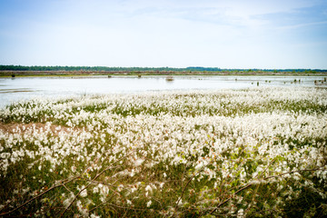 marshy landscape - vintage