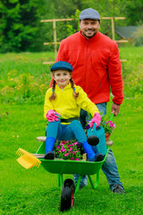 Gardening, planting - girl in barrow helping father in the gard