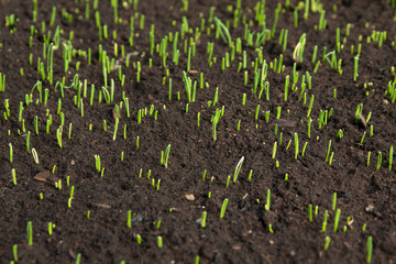 plants