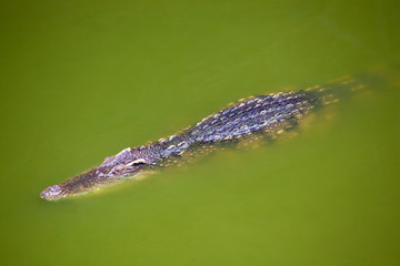 Fototapeta premium Crocodile in green water
