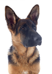 puppy german shepherd