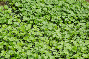 Fototapeta na wymiar small green plants