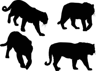 four tiger silhouettes on white