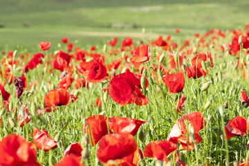 Poppies on green summer field in the sunset