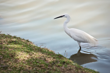Little Egret .