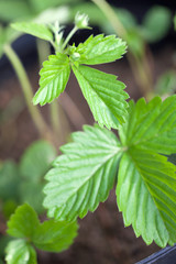 Wild strawberry plant