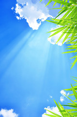 Sunny blue sky background with bamboo leaf  border