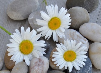 Fototapeta na wymiar Three flowers over stones