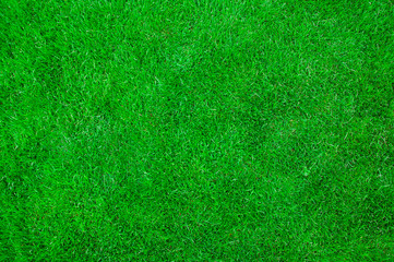 green grass