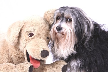 Havaneser mit Teddy